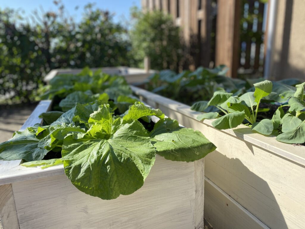 新野菜スタート！！