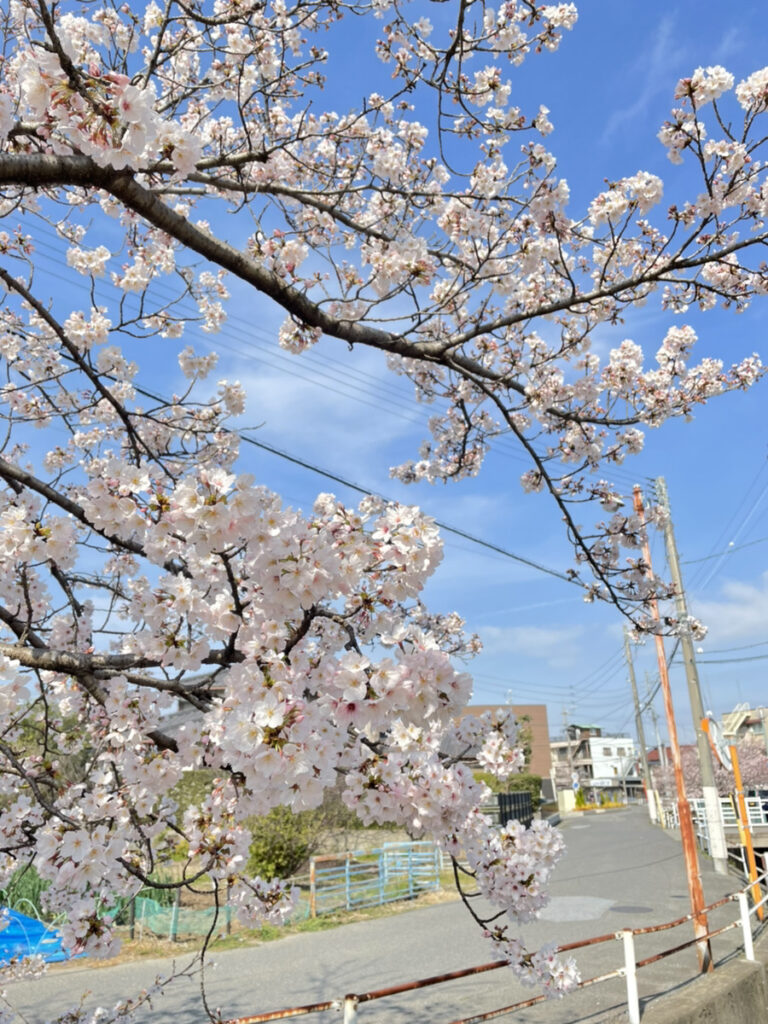 桜日和