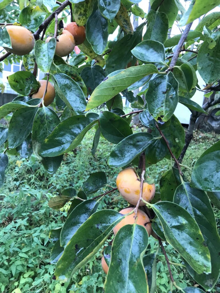 桃栗三年柿八年　私は九年目