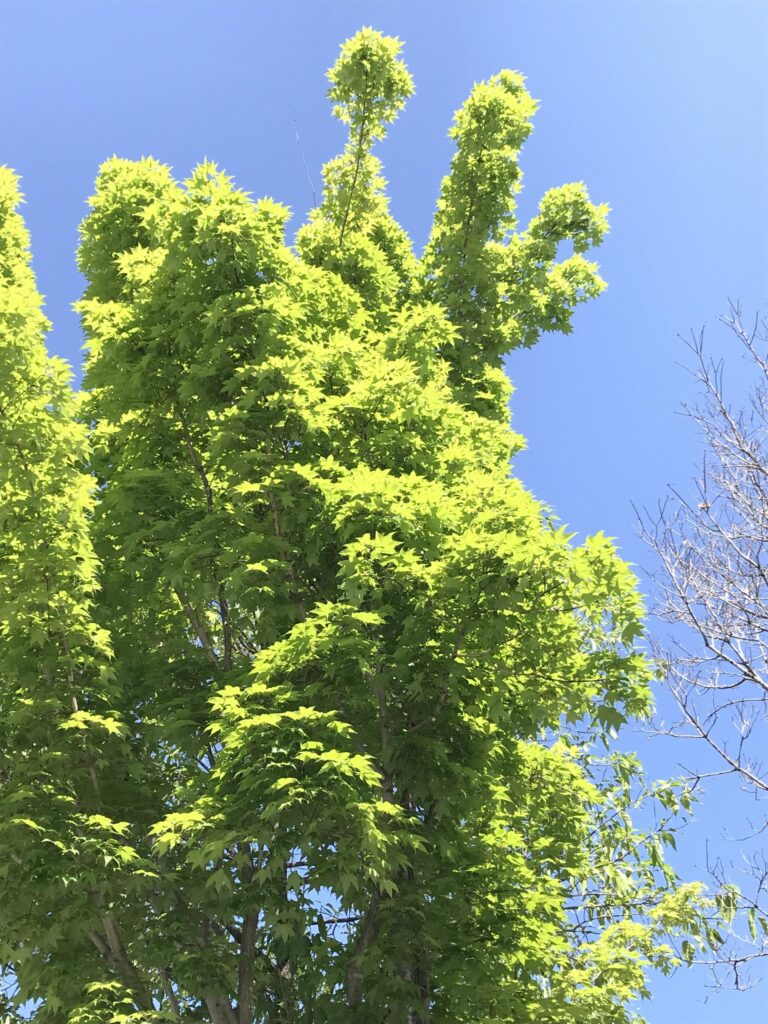 ひだまりの森の気持ちよい日