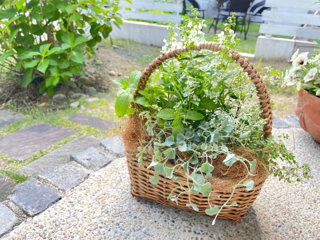 【暮らしの学校】夏の寄せ植え講座