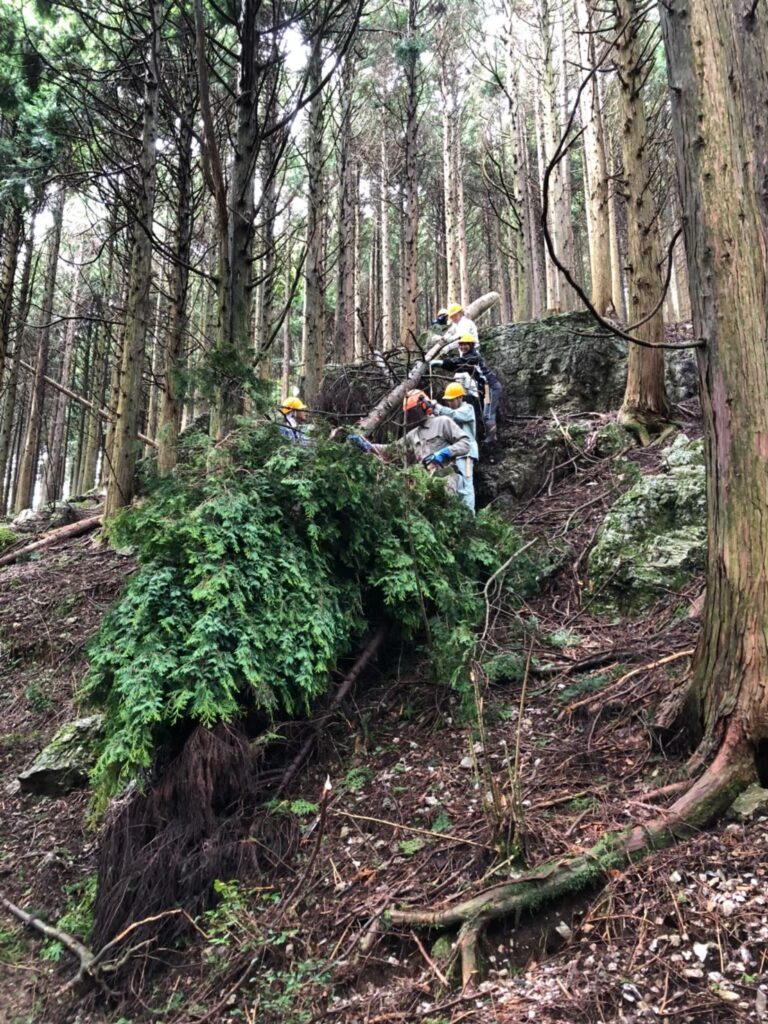 林業を学び、木造建築へ