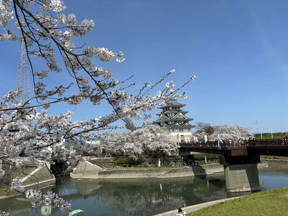 『百桜繚乱』