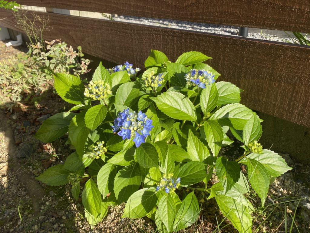 おうちで一番好きな場所は「庭」です🌼