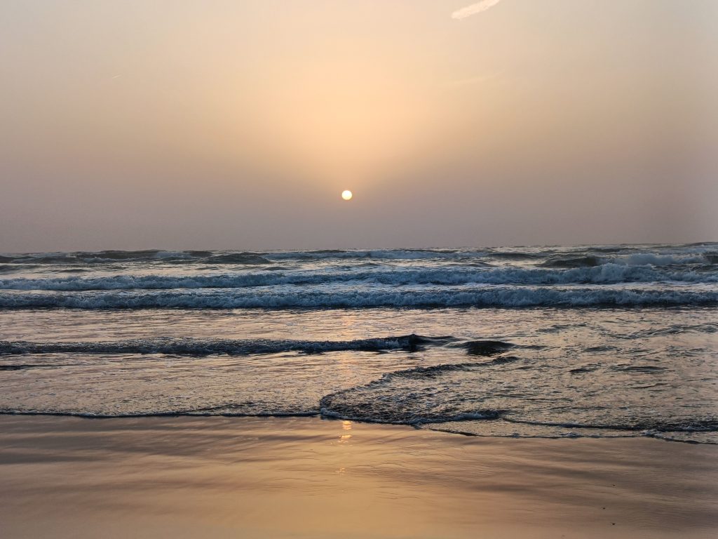 おすすめの動物園とイチ推しの動物🐱