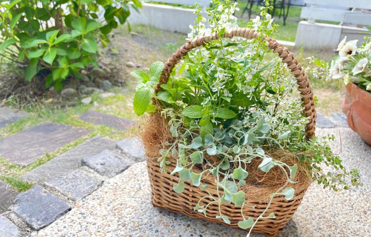 【暮らしの学校】夏の寄せ植え講座